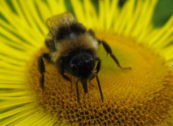 A Happy Bee Company bee!